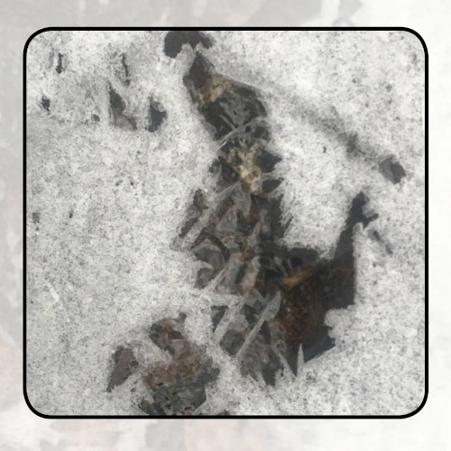 Moonlit Missive #87: Beyond the Streamlets