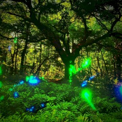 Noland Trail Overture
