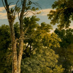 Treehouse Kingdom