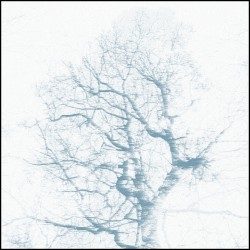 Branches