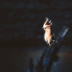 Dawn Chorus