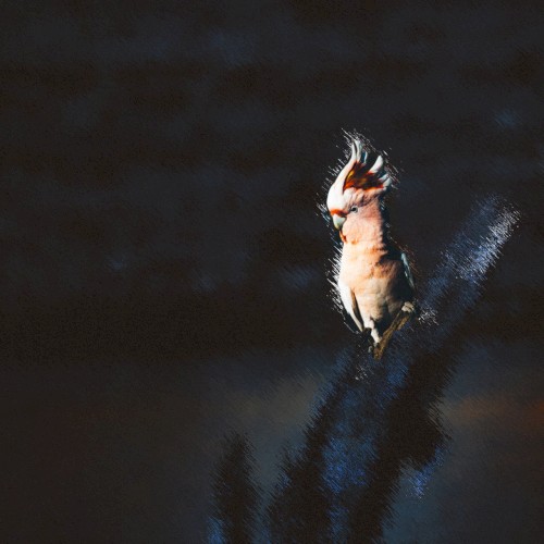 Dawn Chorus