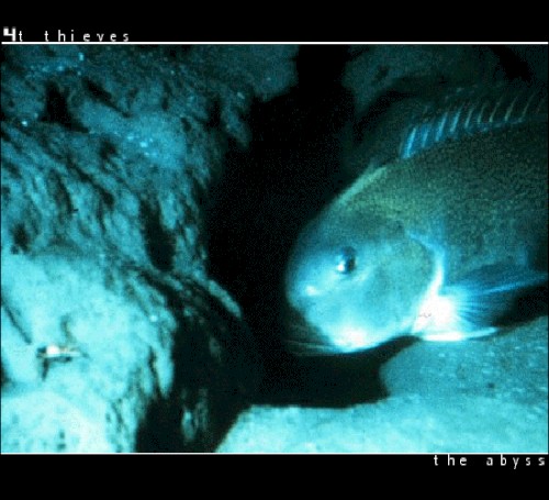 The Abyss