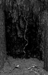 One Master / Ninhursag