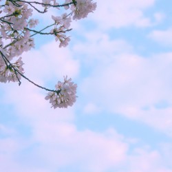 Cotton Clouds