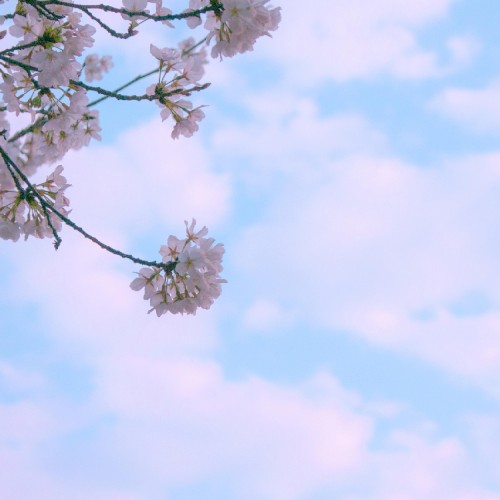 Cotton Clouds