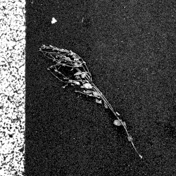 In Distant From