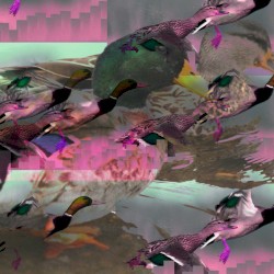 Mallards