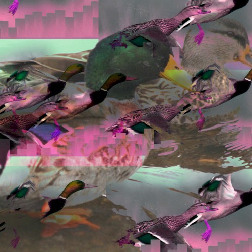 Mallards