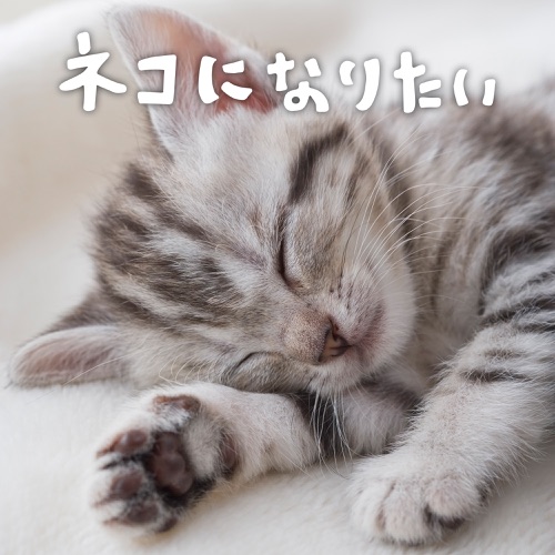 ネコになりたい