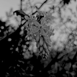 Bloom/Decay