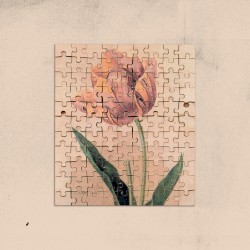 Jealousy Tulip