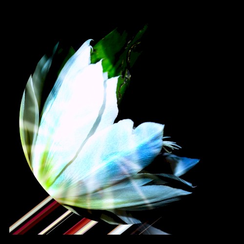 DiPT / Tulpa