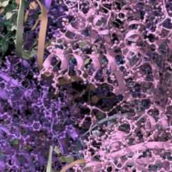 Soft Abnormal