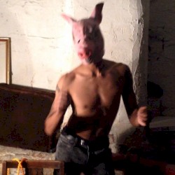 Pigs