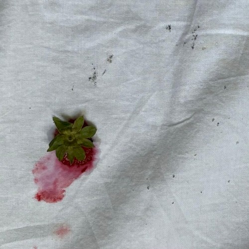 dernière fraise de l'univers