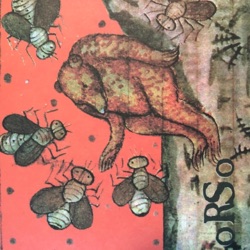 Orso