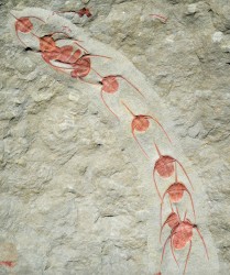 La légèreté (Ritournelle n°1)