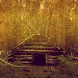 All that is Wild & Alive