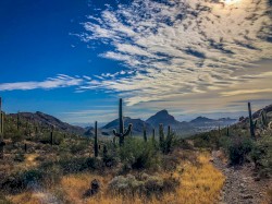 Winter in the Desert