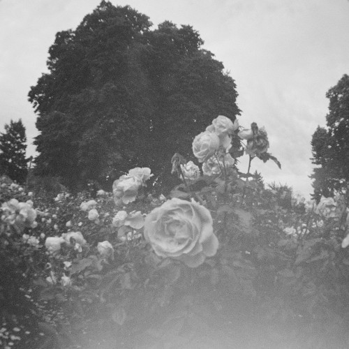A Thousand Thoughts in the Mind of Angels