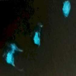 time dilation fx
