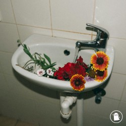 midnight bloom