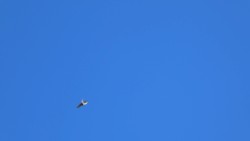 dispersa