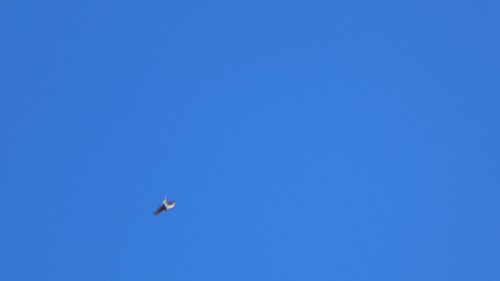 dispersa