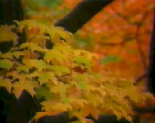 autumnal gloam