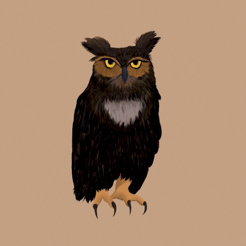 Owlright