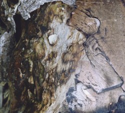 Qurotenthrough