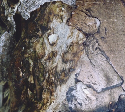 Qurotenthrough