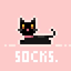 i'm your cat