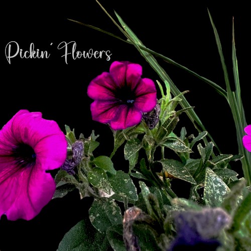 Pickin’ Flowers