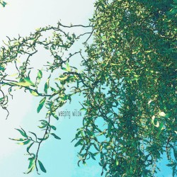 Weeping Willow (Project AER remix)
