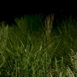 Green Night Light Source