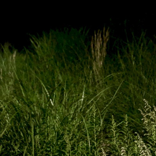 Green Night Light Source