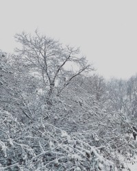 Bleak Mid Winter