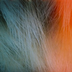 SHIMMER