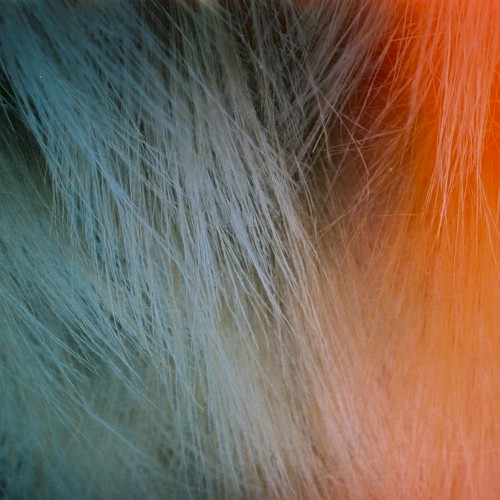 SHIMMER