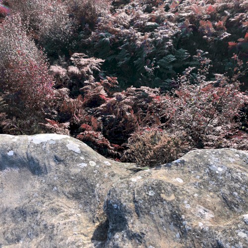 meadowdeath