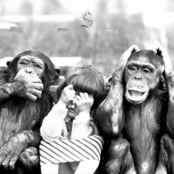 3 Singes