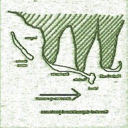 Tribalisms