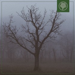 Misty Woods