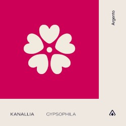Gypsophila