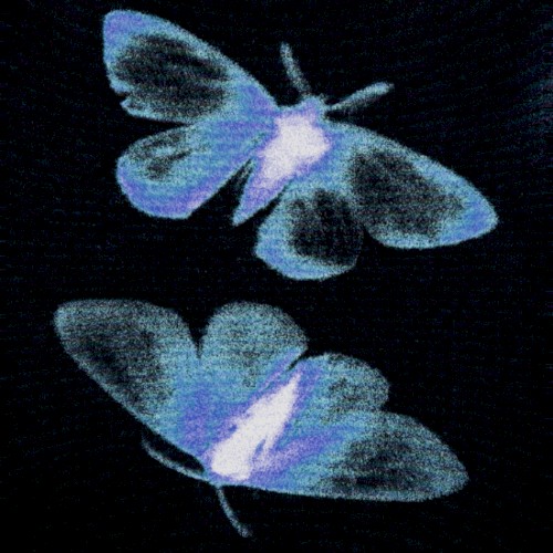 Twin Moths
