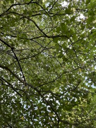 Dark Green Systems