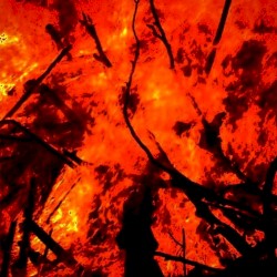 ember (0)
