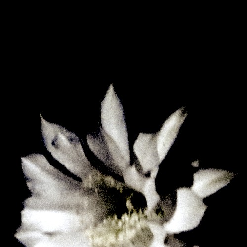 Utakata